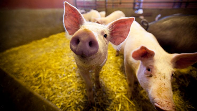 Sveriges grisföretagare får smaka på exporten