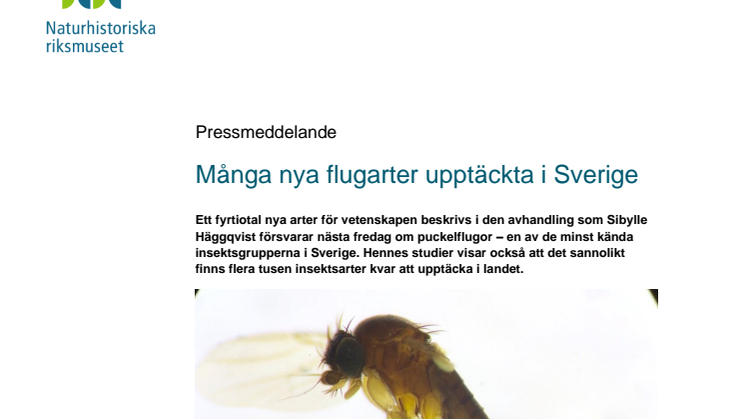 Många nya flugarter upptäckta i Sverige