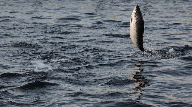 Salmon and their management – new perspectives under changed condtions