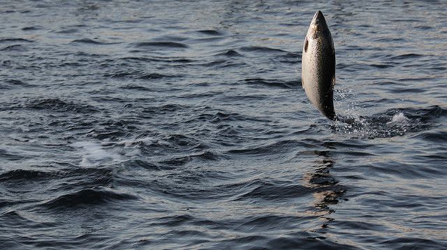 Seminar: Salmon and their management