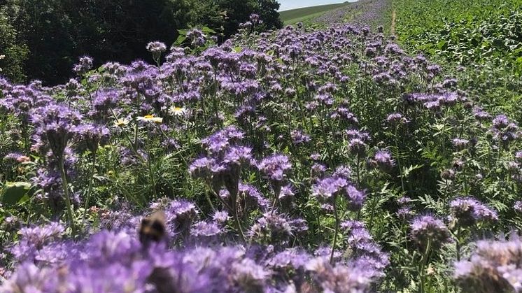 Hela Skåne Blommar 1