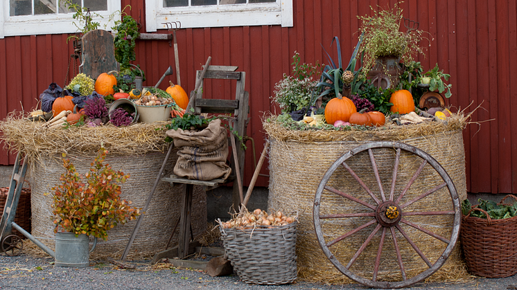 Välbesökt Skördefest på Tjolöholms Slott