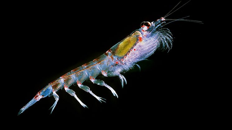 Photo: Wikipedia (https://en.wikipedia.org/wiki/File:Antarctic_krill_(Euphausia_superba).jpg)