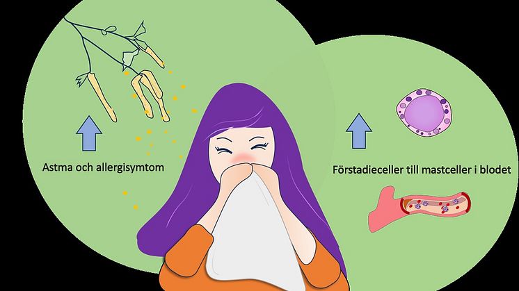 Förstadier till mastceller i blodet ökar hos pollenallergiska astmatiker under pollensäsong. Mängden var också högre hos patienter med svårare astma och allergisymptom.  Bild: A Alvarado-Vazquez