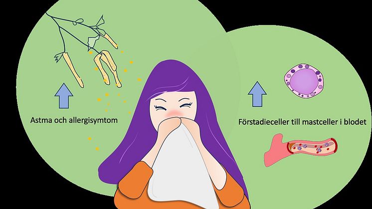 Förstadier till mastceller vid björkpollensäsong