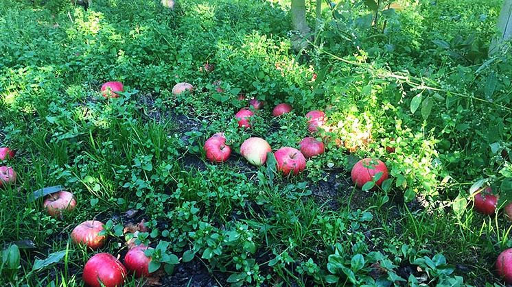 Nu är det fallfruktstider! Lämna fallfrukten i specialkärl på återvinningscentralen, så blir den biogas och biogödsel.