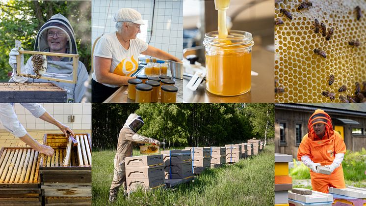 Lokal honung bidrar till att finansiera pollinering av våra odlingar, grödor och vilda natur. Foto: Torbjörn Lagerwall.
