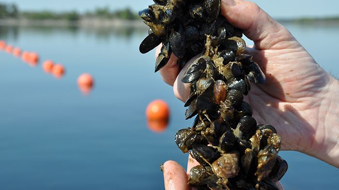 Nyskördade musslor. Foto: Lena Tasse, Region Östergötland