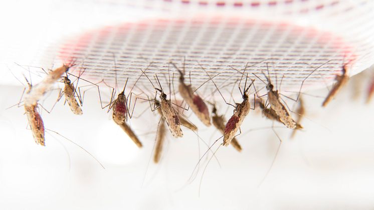 Blodsugande malariamyggor i laboratoriet vid Stockholms universitet. 