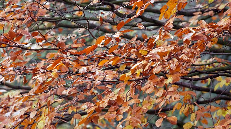 Woodland tidy-up at Gypsy Brook