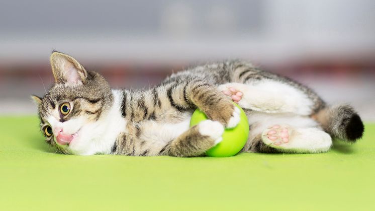 Katt med boll