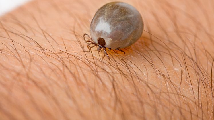 Different cell types in the brain are affected by tick infection