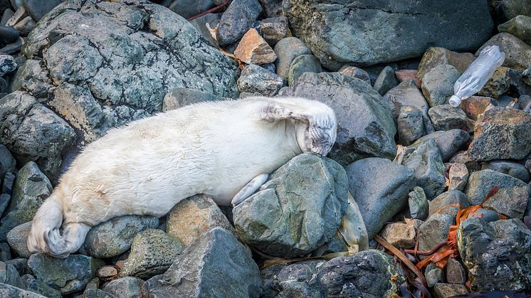 Plastic bottles are ending up everywhere on our planet