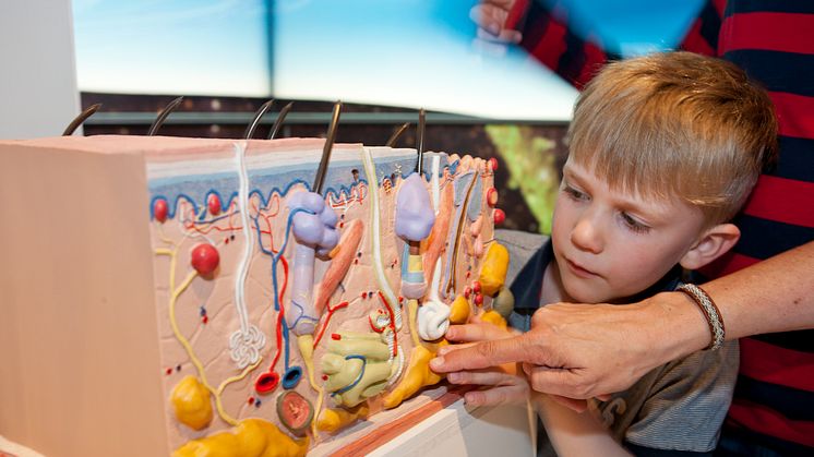 Djuret människan och djur av skrot. Det händer på Naturhistoriska riksmuseet i juni