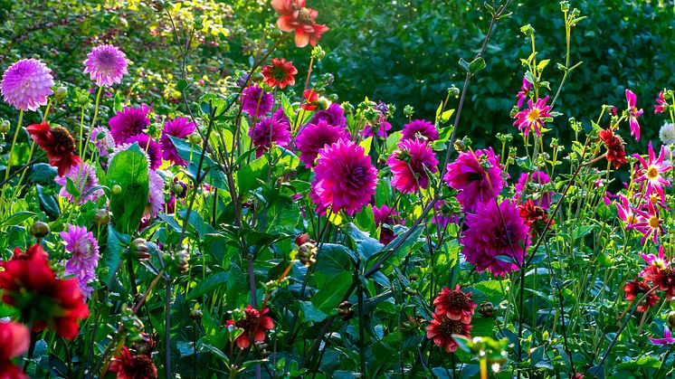 Dahlior sommarblommande knölväxter Blomsterlandet 2023