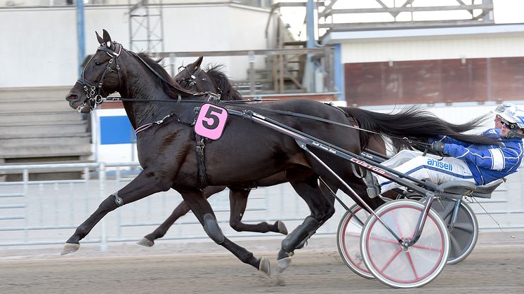 Very Kronos klar för Elitloppet 2021. Foto: TR Bild