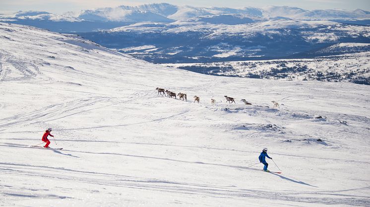 Åre skiing with reindeers