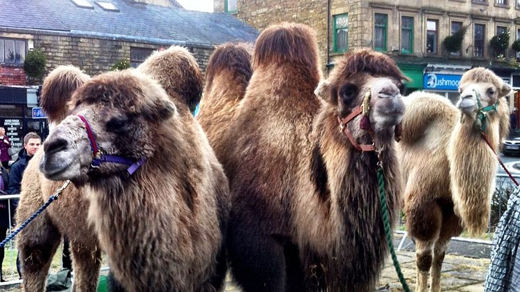 Camels bring festive cheer to Ramsbottom