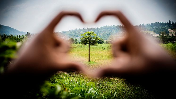 Västgötapant ger 38 899 träd i Afrika – Göteneborna mest givmilda 