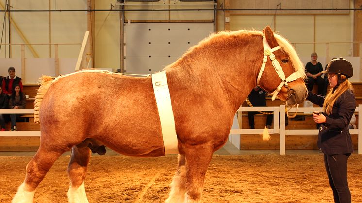 Ardennerhästarna bjuder på imponerande show