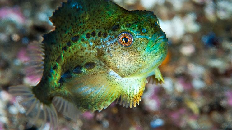 Rensefisken rognkjeks (Foto: Erling Svensen)