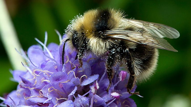 Den nya humlan föreslås få det svenska namnet vitnoshumla. Artens vetenskapliga namn är Bombus semenoviellus. Full med pollen suger humlan nektar och pollinerar samtidigt blomman - en viktig ekosystemsjänst.