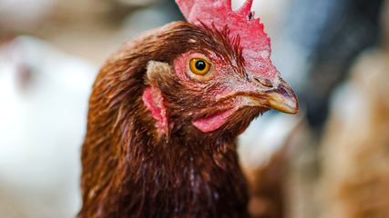 Sodexo: First Company in its Sector to Make Worldwide Commitment to Cage Free Eggs