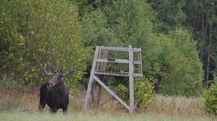 Rätten till fälld älg och tillväxt bland nya jägare...