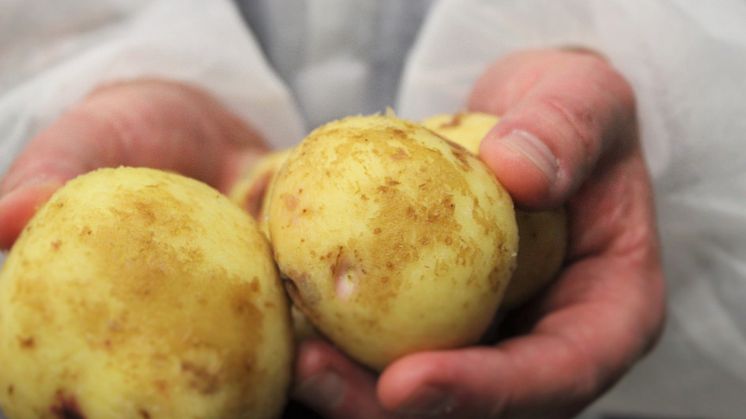 Skördetid för chipspotatis hos OLW