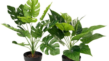 SPLURGE OR SAVE: FAUX IS THE WAY TO GO - PLANTS