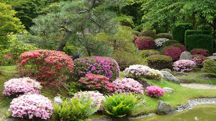 Der Japanische Bonsaigarten in Ferch ist eine Etappe der "Geniessertouren", die 2018 mit dem Tourismuspreis des Landes Brandenburg ausgezeichnet wurden. Foto: TMB-Fotoarchiv/Yvonne Bleeck. 