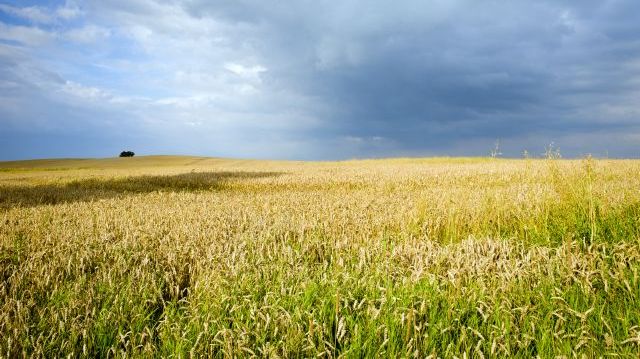 Hektarskörden av vårkorn var 42 procent lägre än förra året och 40 procent lägre än genomsnittet för de fem föregående åren. Foto: Shutterstock