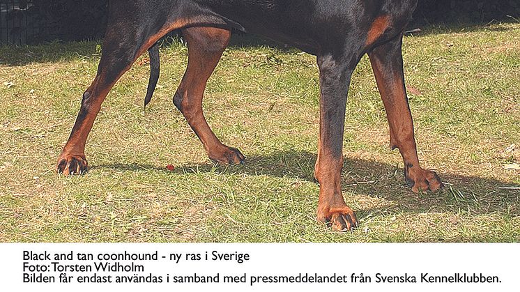 Ny ras i Sverige - Black and tan coonhound