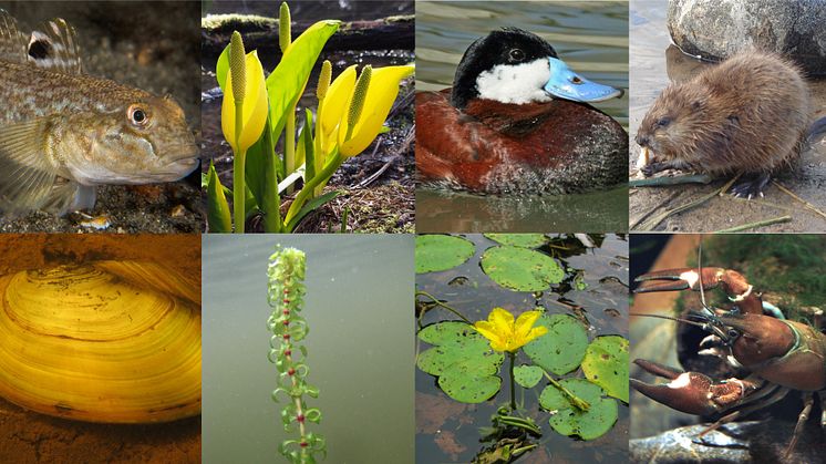 Arterna på bilden från övre vänster hörn: Svartmunnad smörbult, Gul skunkkalla, Amerikansk kopparand, Bisam, Underart Större dammussla, Smal vattenpest, Sjögull och Signalkräfta.