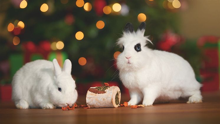 Fressnapf Österreich: Tiere sind kein Weihnachtsgeschenk und benötigen zu Silvester Ruhe