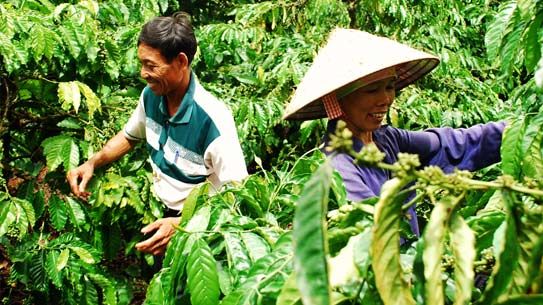 Nestlé hjälper kaffeodlare i Vietnam