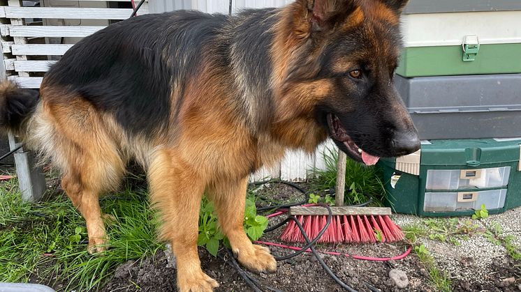 Hundar lever numera farligt i Malmö. Sverigedemokraterna vill stötta våra fyrbenta vänner och deras ägare med gratis hundbajspåsar och tryggare och hundvänligare hundrastgårdar.