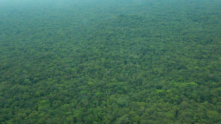 Verdens Skove har arbejdet i Nicaragua siden 1997. Især i regnskoven omkring floden San Juan,  som står endnu. 