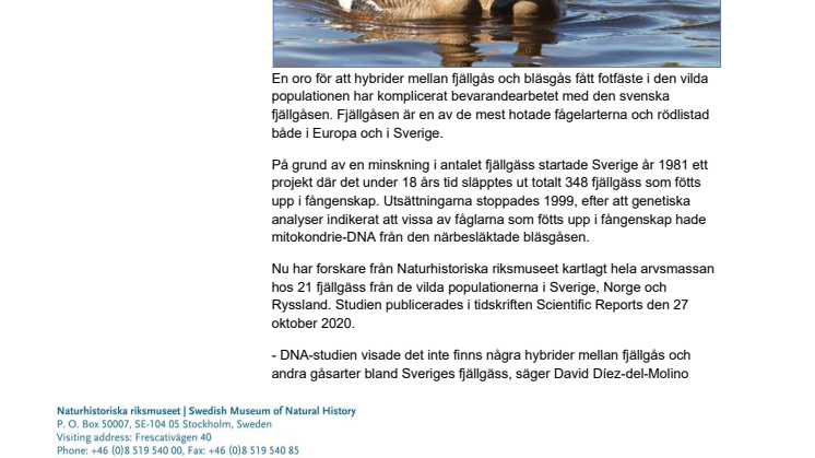 Inga gener från bläsgås i Sveriges fjällgäss
