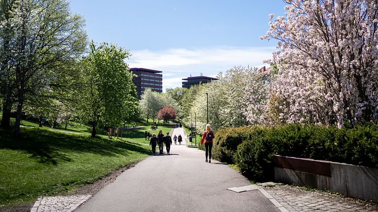 mot tøyen torg.jpg