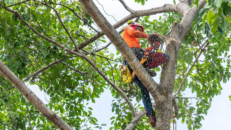 Prioritér sikkerheden ved beskæring af træer