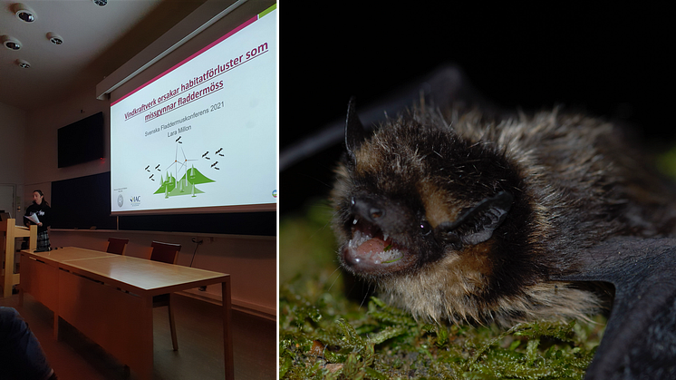 Den första Svenska Fladdermuskonferensen ägde rum i Göteborg i november. T.v. Lara Millon (Calluna AB) var en av talarna. T.h. nordisk fladdermus (foto: Håkan Ignell, Calluna AB).