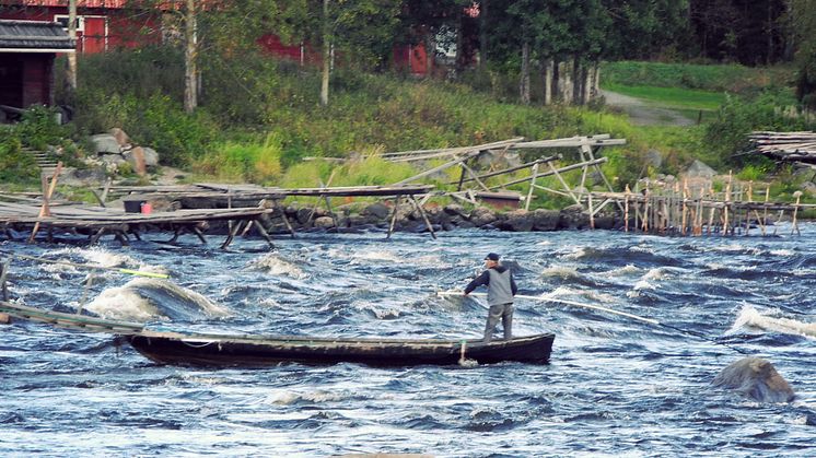 Sikfiske i Kukkolaforsen. Foto: Håkan Carlstrand.