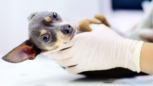 Dyrare veterinärvård – se till att din hund är rätt försäkrad!
