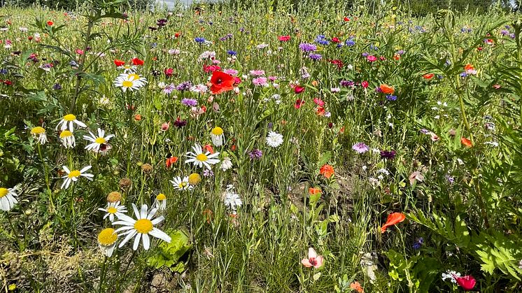 Saneringen av BT Kemi-föroreningar inom det södra området i Teckomatorp är godkänd. På stora delar av området har det planterats en blomsteräng, som en satsning på biologisk mångfald.