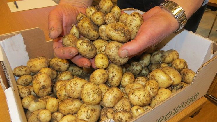 Högsta bud för färskpotatis 1 400 kr/kg