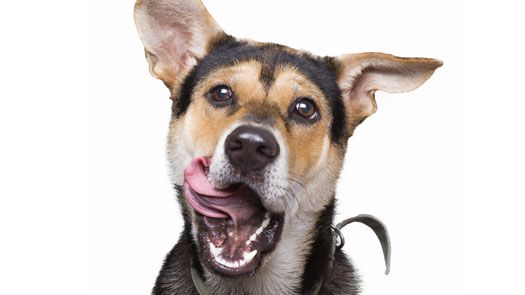 80 % av svenska hundar är försäkrade. Vad täcker försäkringen?