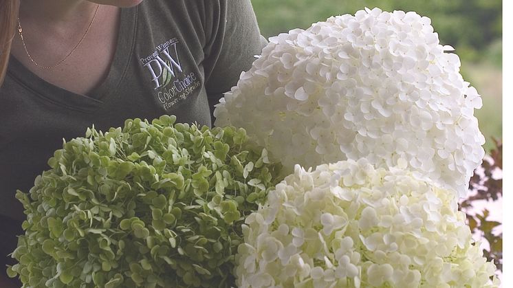 Hortensianyheter i Blomsterlandets butiker