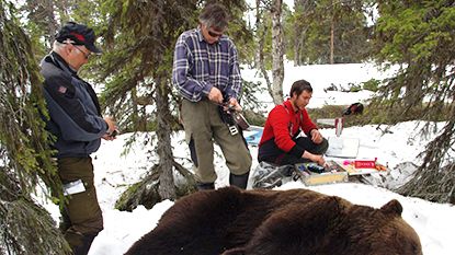 Rätt åtgärder kan rädda renkalvar från björn