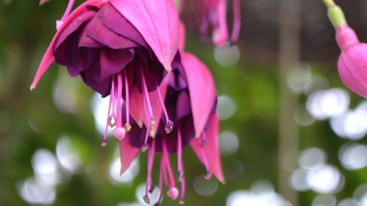 Fokus på fuchsia